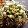 Gymnocalycium_damsii_rotudulum_2